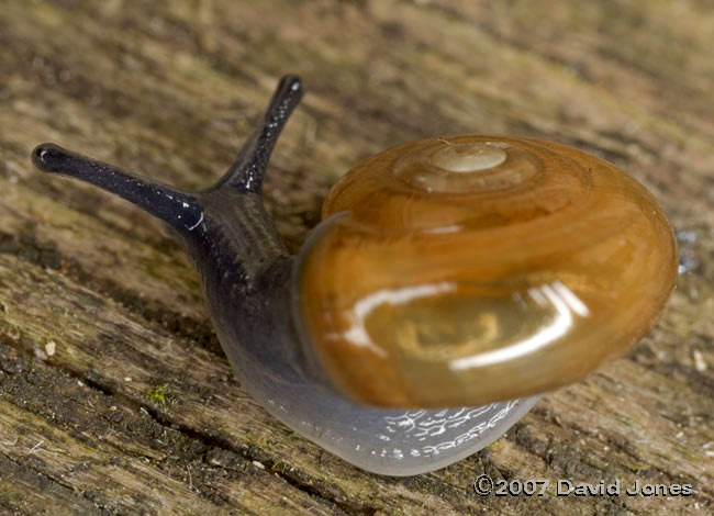 Garlic Glass Snail (Oxychilus alliarius) - 2