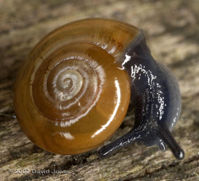 Garlic Glass Snail (Oxychilus alliarius) - 1