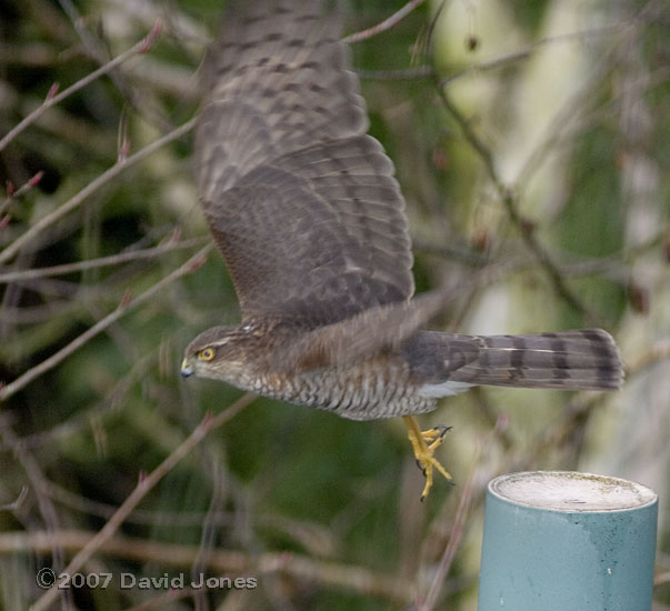 Sparrowhawk launches herself to attack