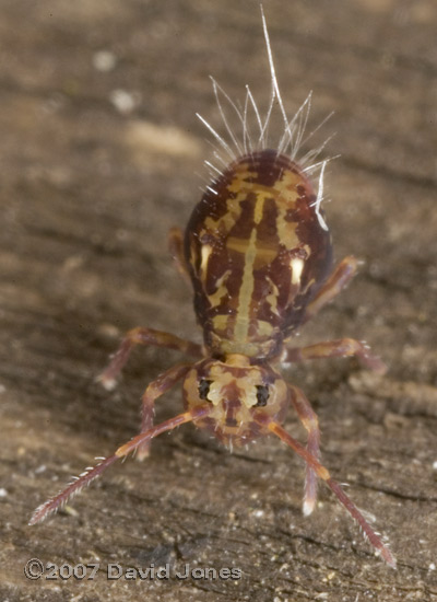 Globular springtail (Dicyrtomina saundersi)