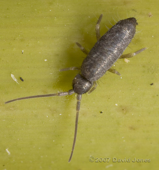 Springtail (possibly Habitus Tomoceridae)