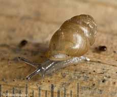 Whorl Snail (Vertigo sp. ?)