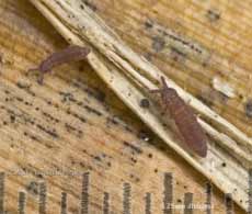 Springtails (possibly Habitus hypogastruridae)