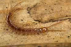 Centipede (probably Lithobius forficatus)