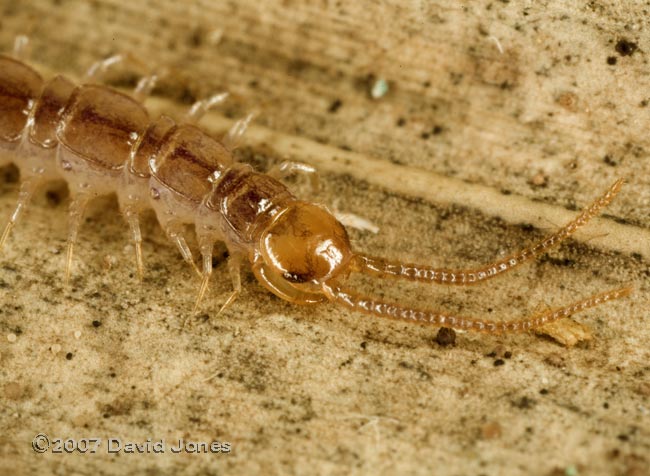 Centipede (probably Lithobius forficatus) - close up of front end