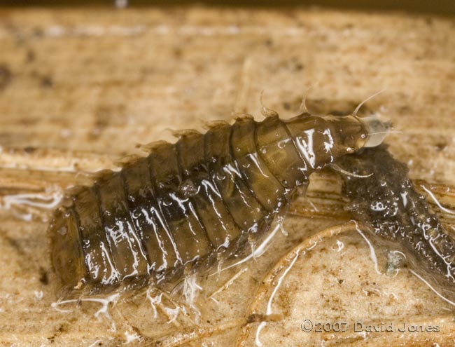 Insect larva (unidentified) on decaying bamboo leaf - 2