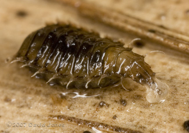 Insect larva (unidentified) on decaying bamboo leaf - 1