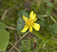 First Lesser Celandine flower opens