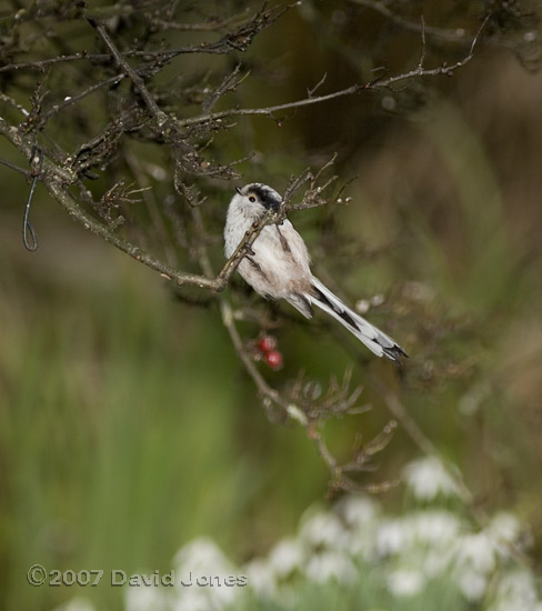 Long-tailed Tit in Hawthorn