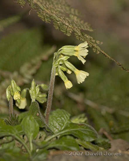 Oxlips at side of pond - 1