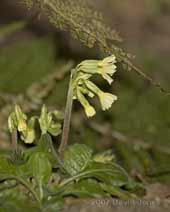 Oxlips at side of pond