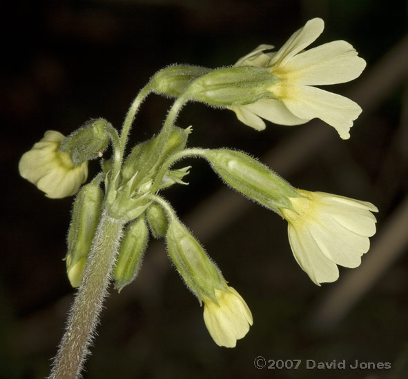 Oxlips at side of pond - close-up of flowers