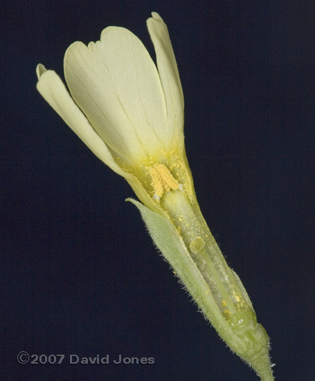 Oxlips at side of pond - section through flower