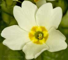 Primrose - close-up of flower
