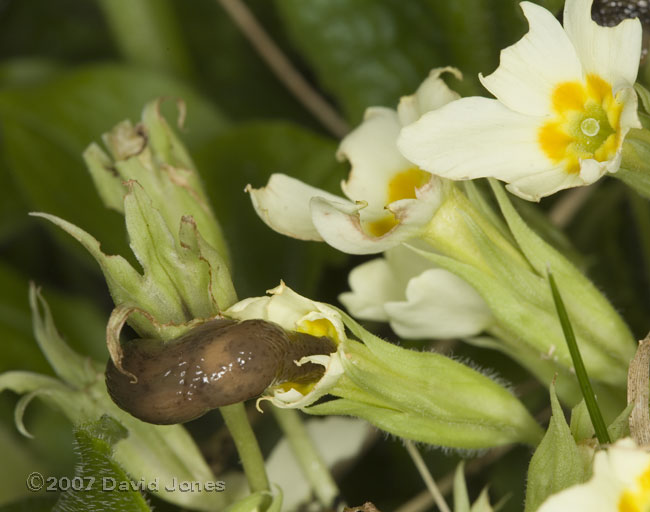 Slug eats primrose
