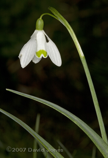 Snowdrop damaged by slug