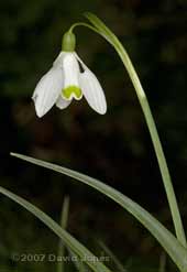 Snowdrop damaged by slug