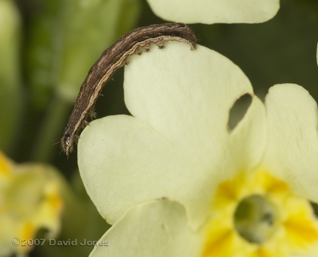 Caterpillar on Primrose after dark - 1