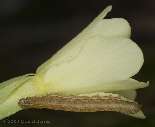 Caterpillars on Primrose after dark - 2