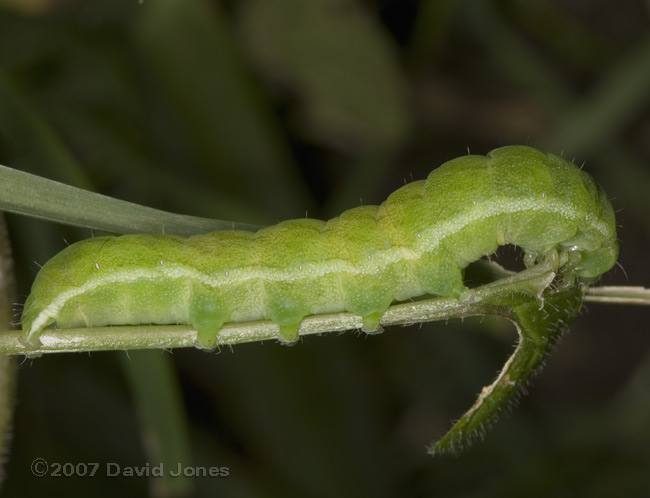 Caterpillar on White Dead-nettle leaf - 1