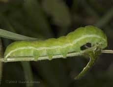 Caterpillar on White Dead-nettle leaf