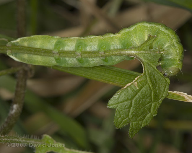 Caterpillar on White Dead-nettle leaf - 2