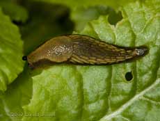 Slug on Primrose leaf
