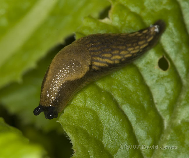 Slug on Primrose leaf - 2