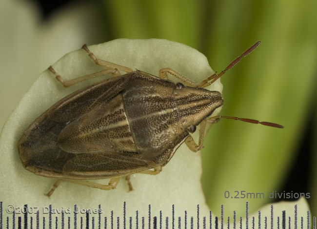 Bishop's Mitre Bug (Aelia acuminata) on Primrose flower