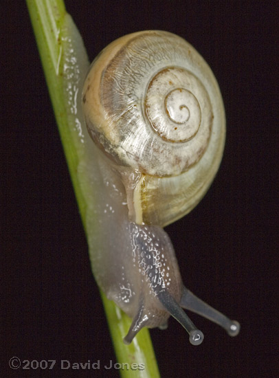 Snail on a Rush - 1