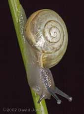 Snail on a Rush