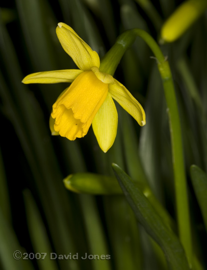 First daffodil of the year