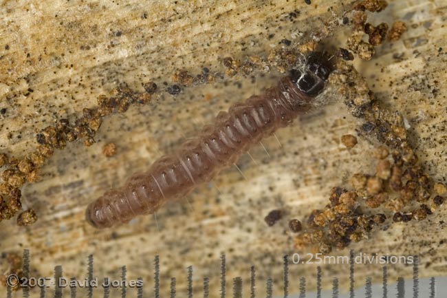 Insect larva (unidentified) on bamboo leaf - 1