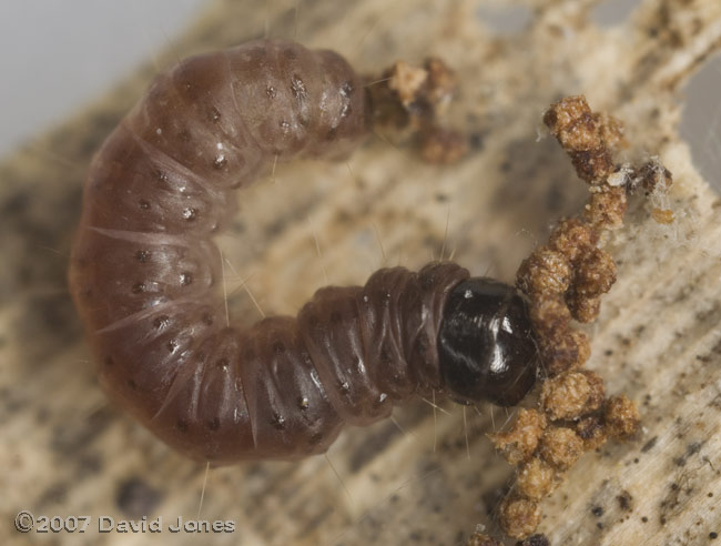 Insect larva (unidentified) on bamboo leaf - 2