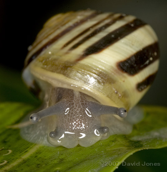 White-lipped Snail (Cepaea Hortensis) - front view