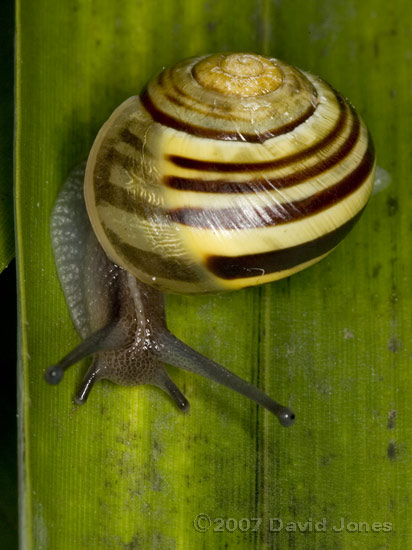 White-lipped Snail (Cepaea Hortensis) - viewed from above