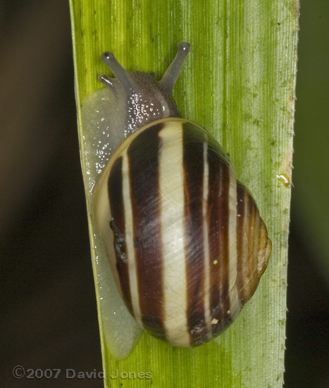 White-lipped Snail (Cepaea Hortensis) - viewed from above - example 2 with thicker banding