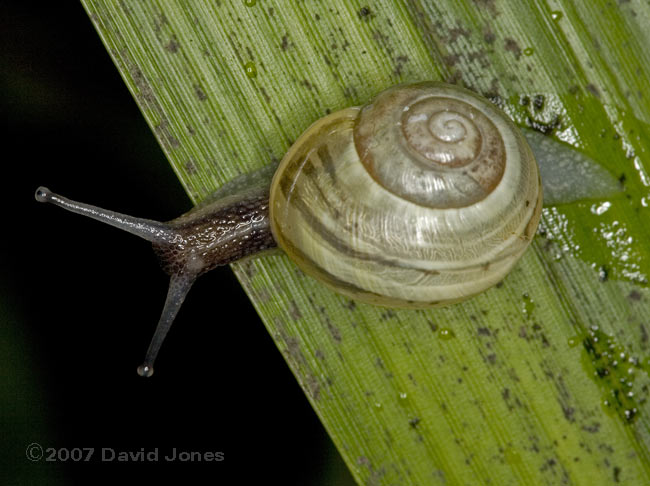 White-lipped Snail (Cepaea Hortensis) with pale shell