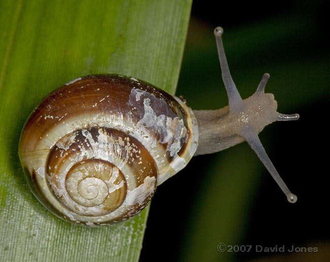 White-lipped Snail (Cepaea Hortensis) - adult with dark, pitted shell