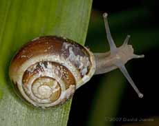 White-lipped Snail (Cepaea Hortensis) - adult with dark, pitted shell