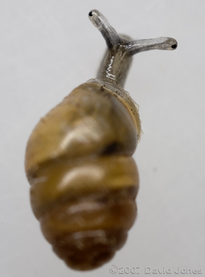 Chrysalis Snail (Lauria cylindracea)? - 1