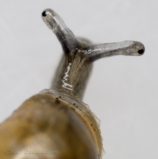 Chrysalis Snail (Lauria cylindracea)? - 2 (close-up)
