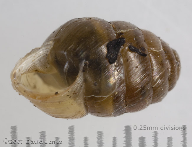 Chrysalis Snail shell, showing peristome(Lauria cylindracea)? - 1