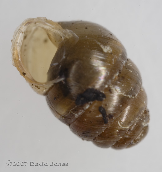 Chrysalis Snail shell, showing peristome(Lauria cylindracea)? - 2