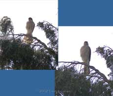 Sparrowhawk female with possible injured leg