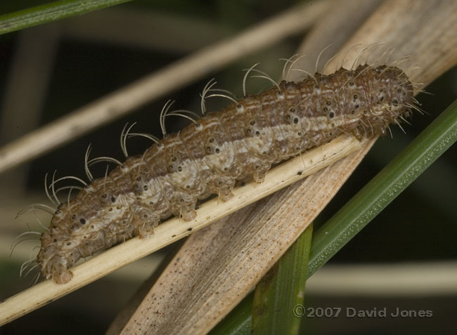 Caterpillar (unidentified) on grass - 1