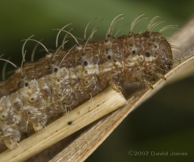 Caterpillar (unidentified) on grass - close-up