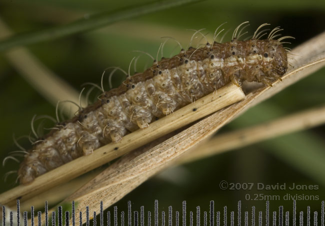 Caterpillar (unidentified) on grass - with scale