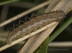 Caterpillar (unidentified) on grass