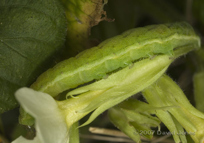 Green caterpillar (unidentified) on Primrose